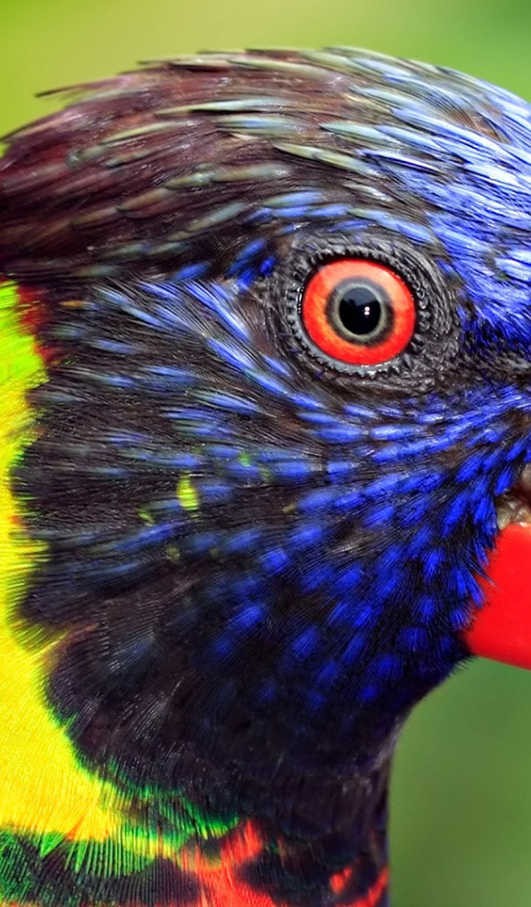 Голова попугая