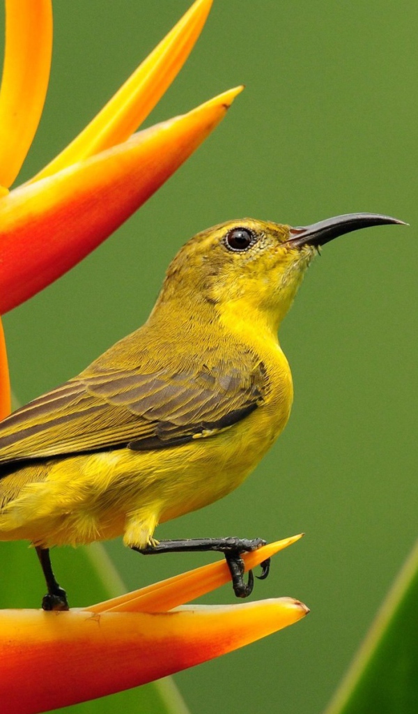 Колибри на цветке