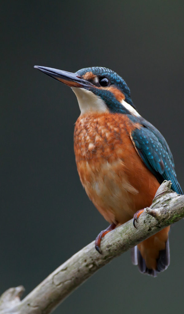Зимородок сидит на ветке