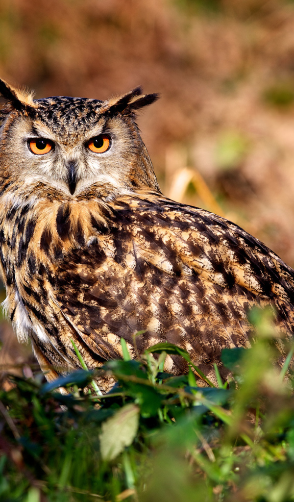 Ушастая сова