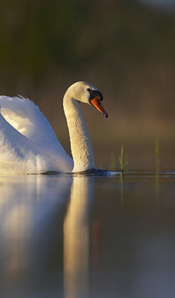 Один белый лебедь