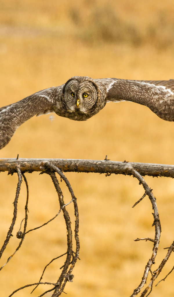 Сова бородатая неясыть