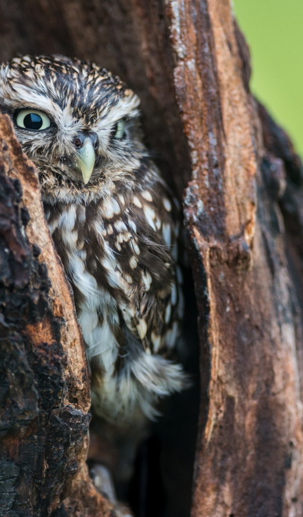 Сова в дупле