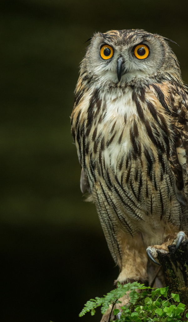 Сова на черном фоне