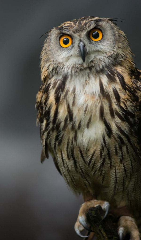 Сова на сером фоне