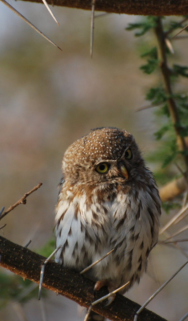 Сова на колючем дереве
