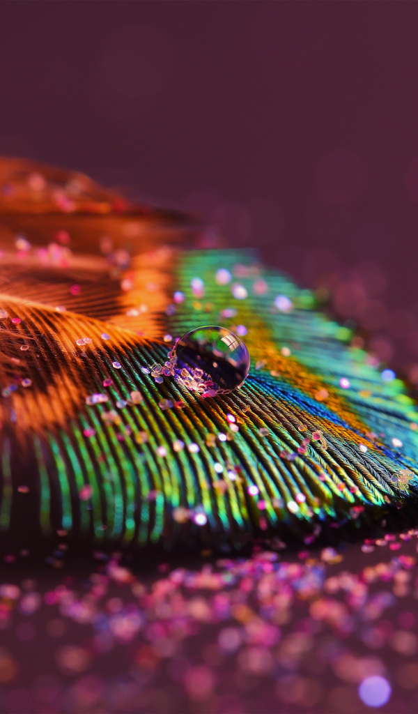Перо павлина с каплей воды