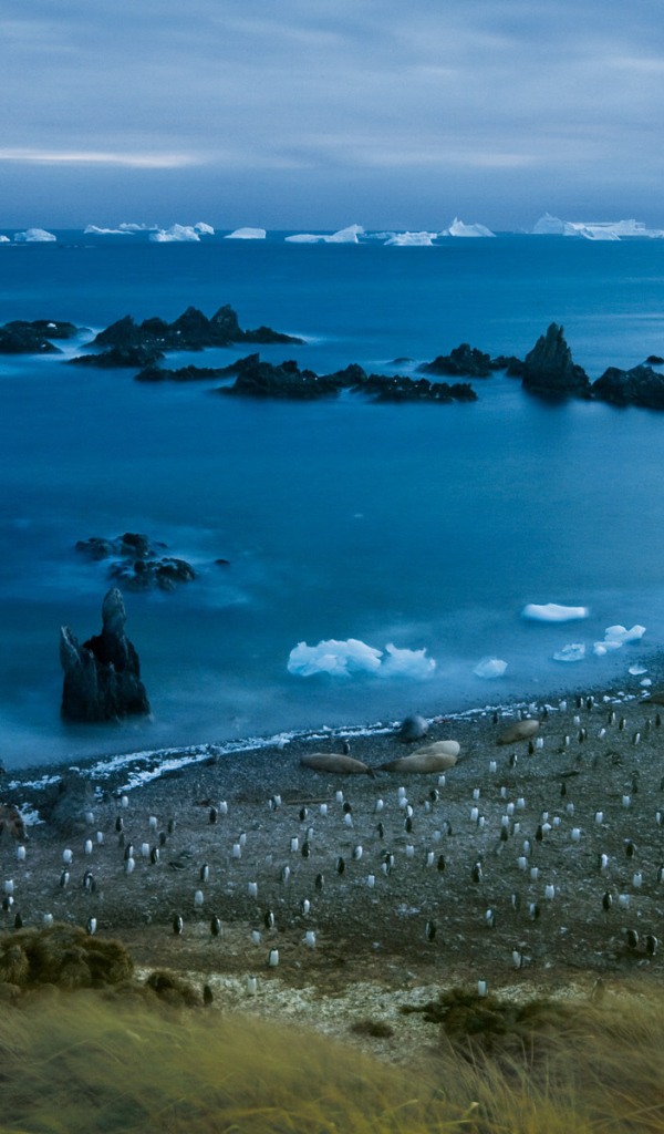 Пингвины на берегу моря