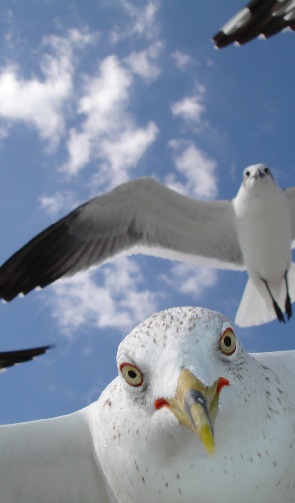 Портрет чайки в полете