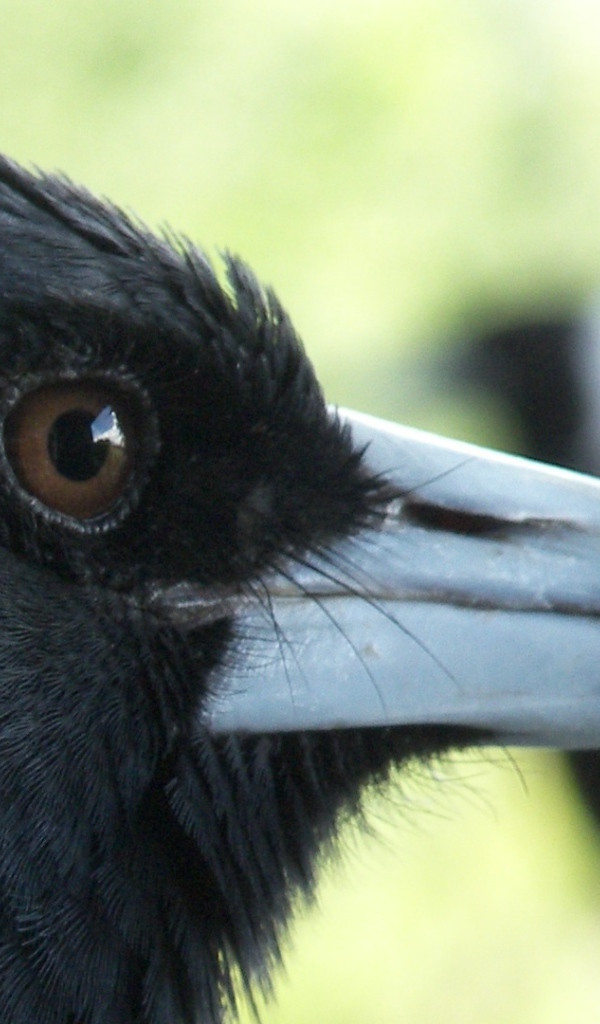 Портрет вороны