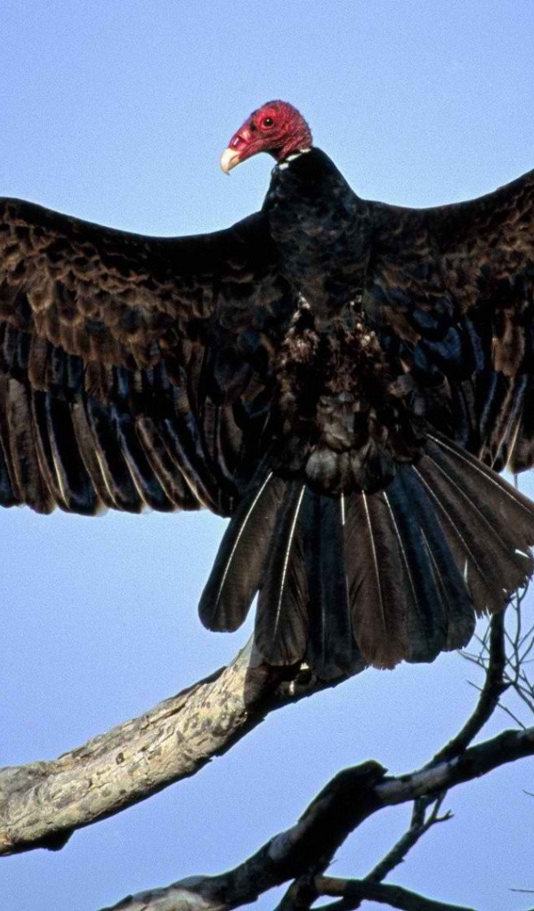 Птица из Турции