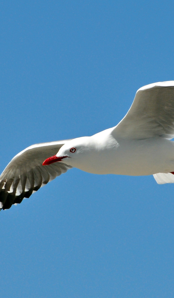 	   Seagull in flight