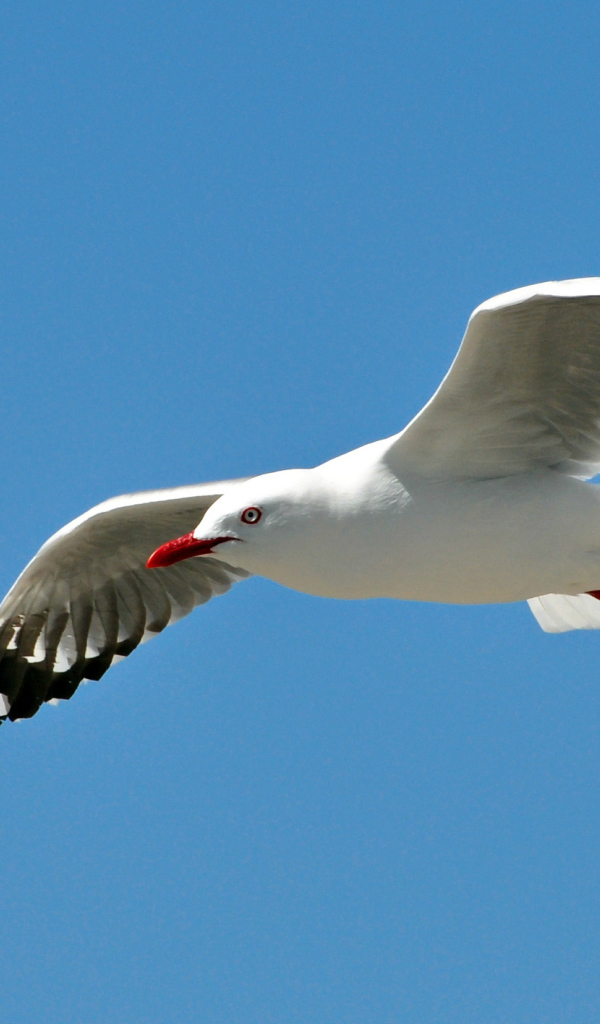 Чайка в полете