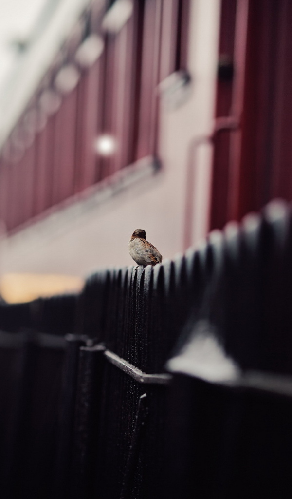 Воробей сидит на заборе