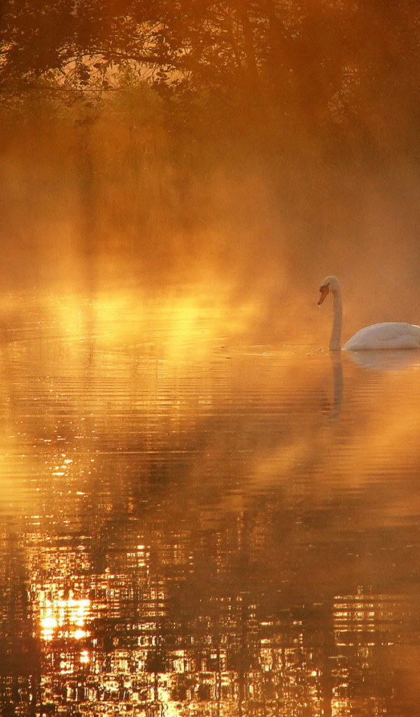 Лебедь в солнечных лучах
