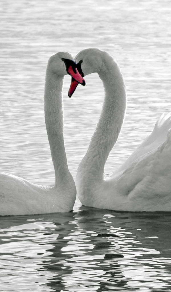 Лебеди на воде