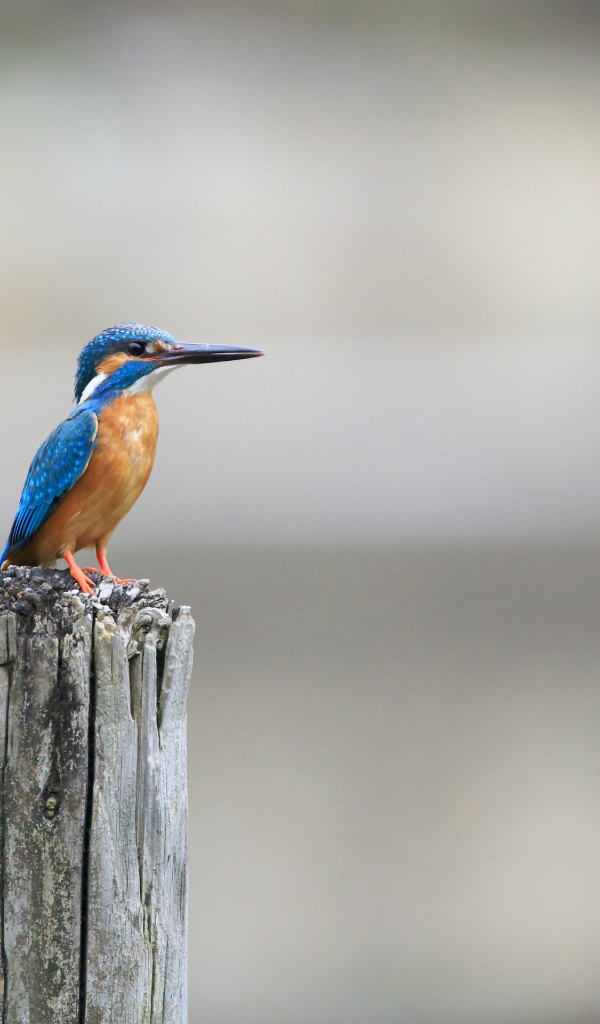 Птица зимородок