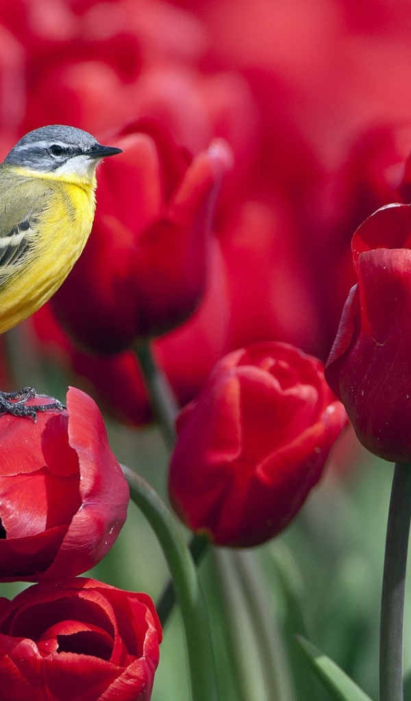 Синица сидит на тюльпане