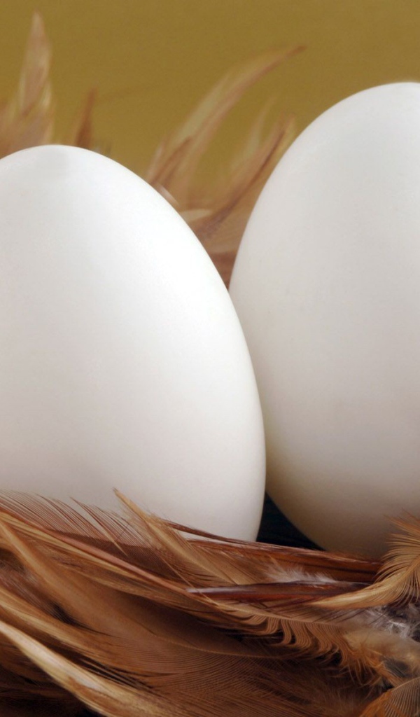 Два яйца в гнезде