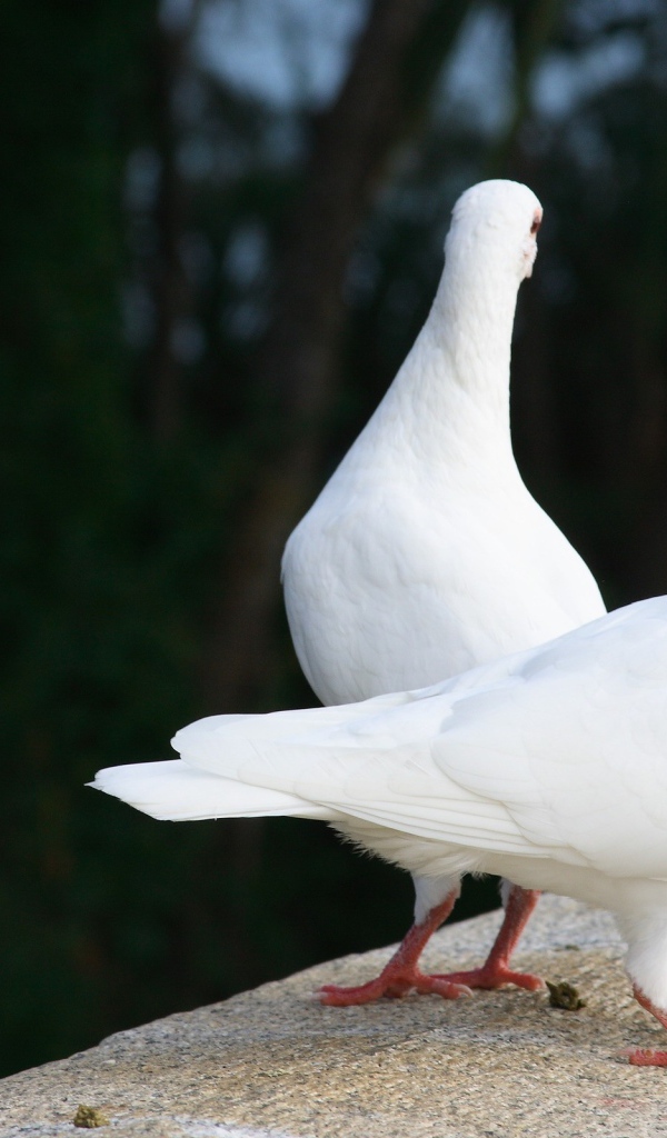 Два белых голубя на парапете
