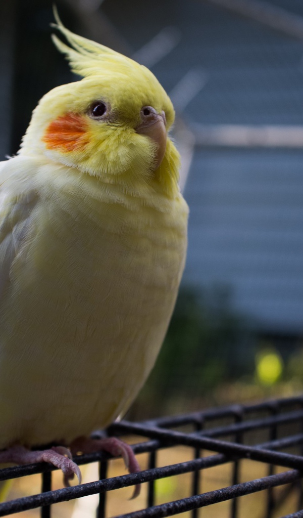 Бело желтый попугай