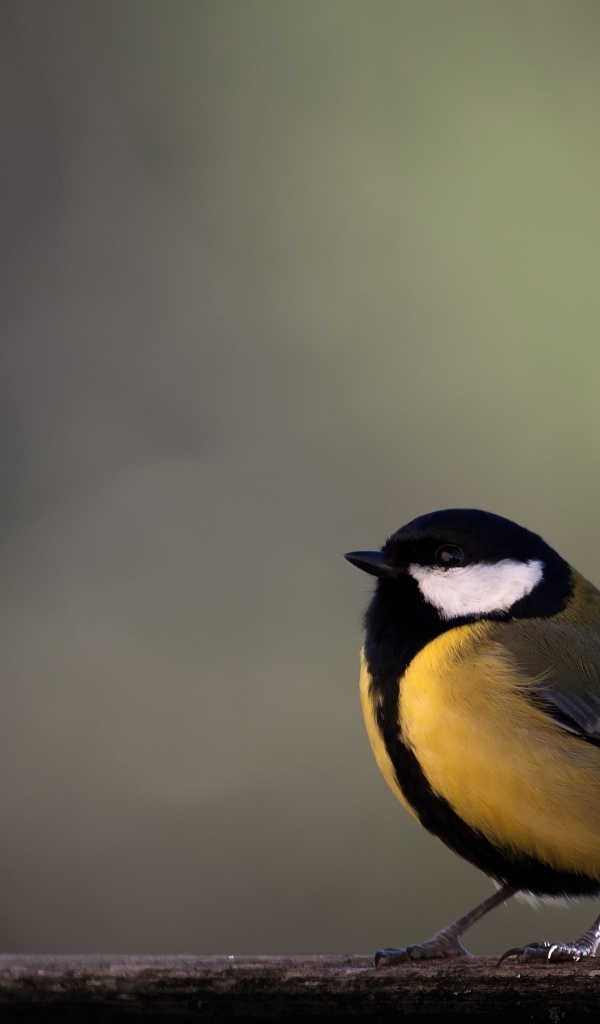 Желтая синица