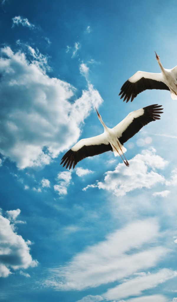 Аисты в полете