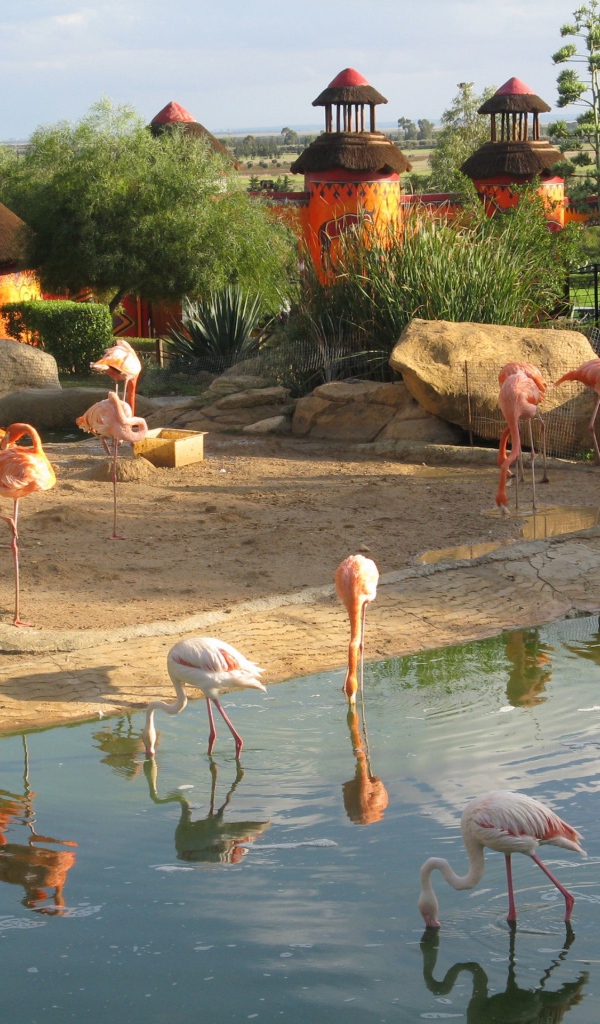 Фламинго в зоопарке