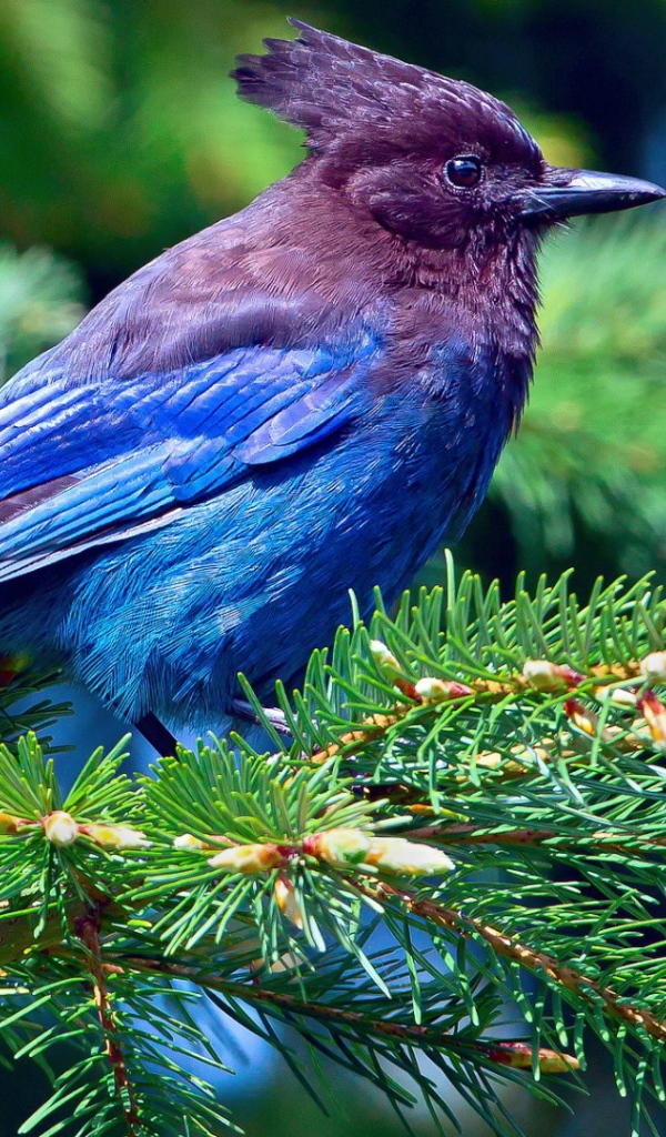 Cиняя птичка на ёлке