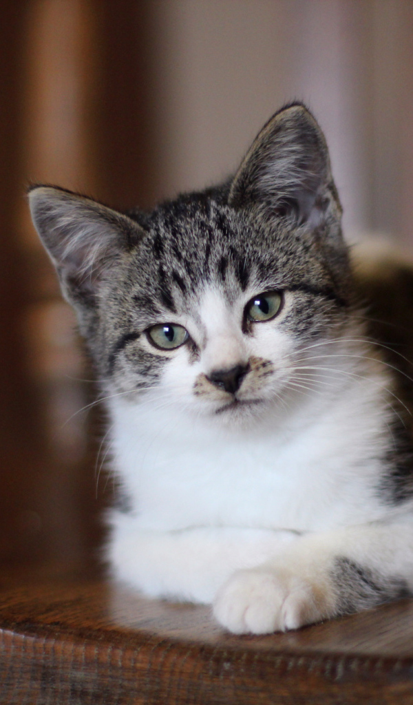 Внимательный взгляд серого кота