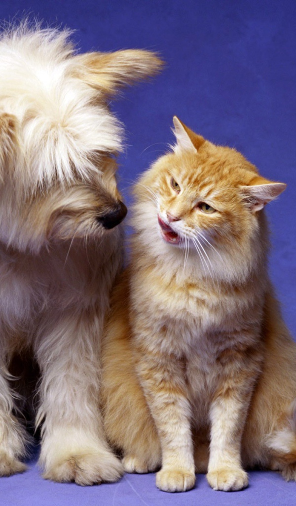 Кошка и собака лучшие друзья