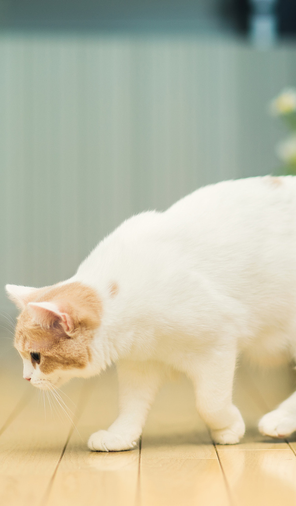 Кошка и стакан с молоком