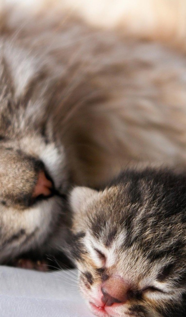 Кошка с котенком