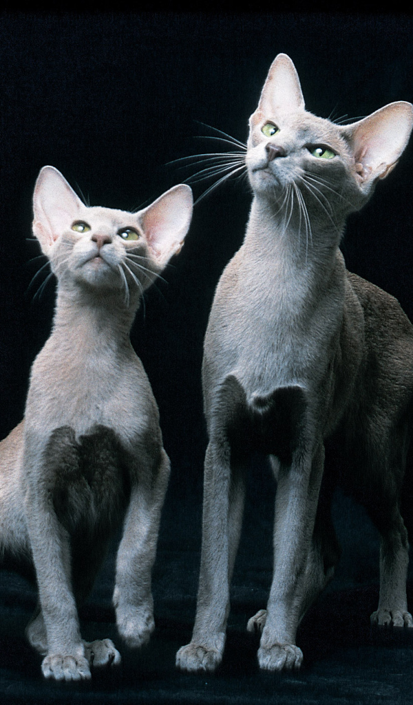Пара ориентальных короткошерстных кошек