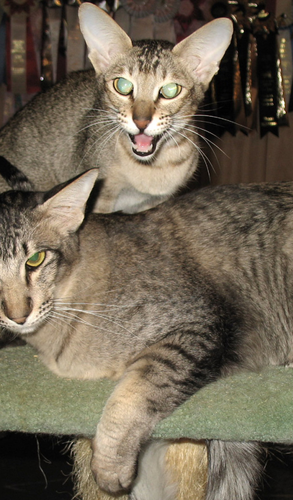 Пара ориентальных длинношерстных кошек