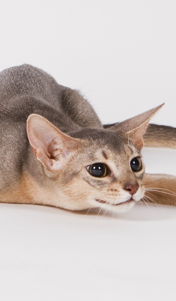 Абиссинская кошка на охоте