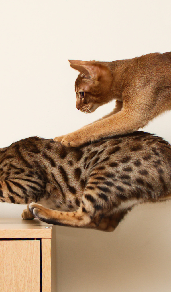 Абиссинская кошка играет с бенгальской