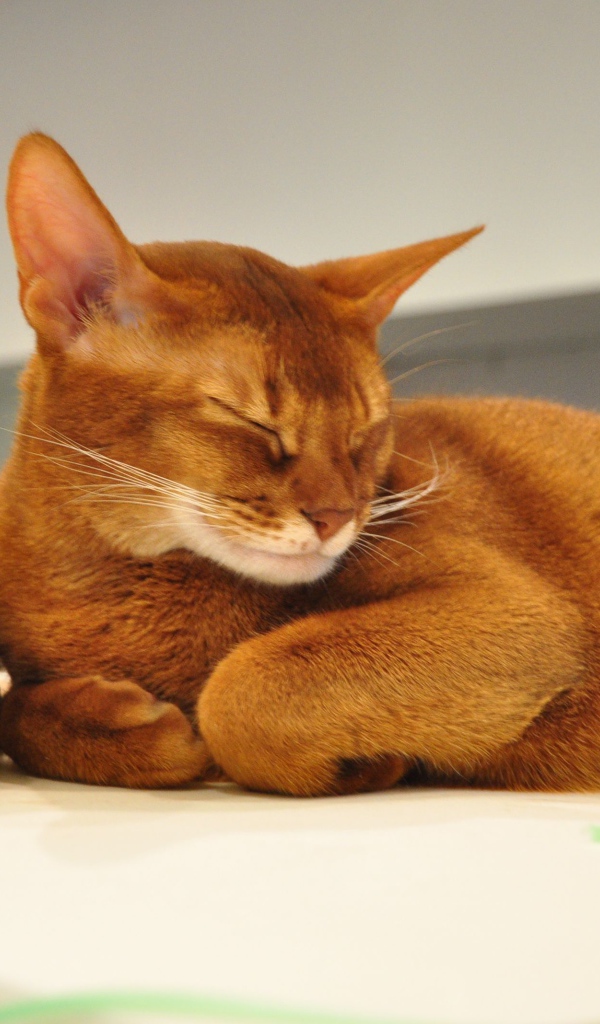 Абиссинская кошка с игрушкой