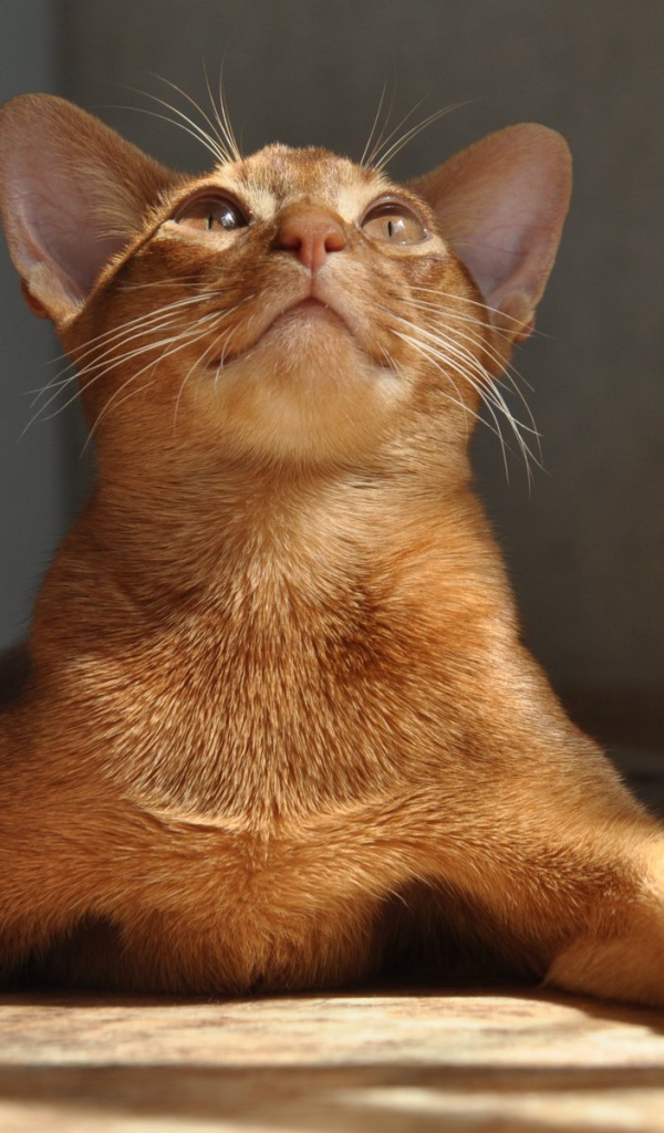 Абиссинская кошка расставила лапы