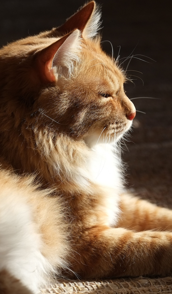 Взрослый курильский бобтейл