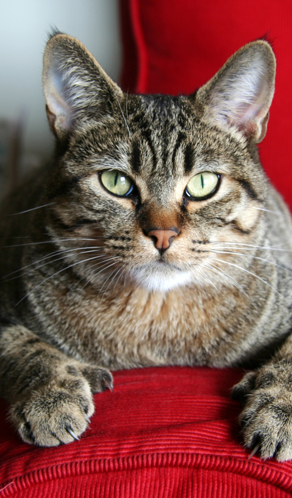 Взрослый кот пиксибоб