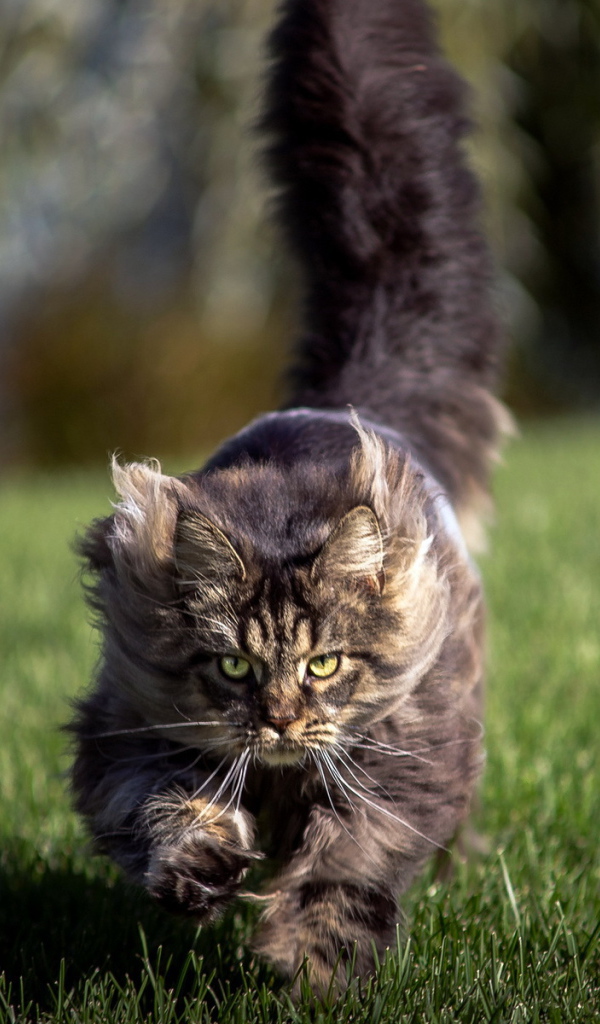 Агрессивный кот