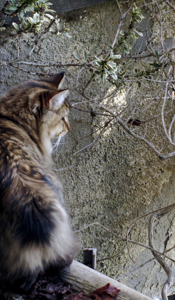 Американский бобтейл на природе