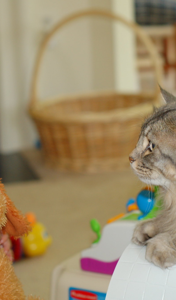 Американский бобтейл и ребенок