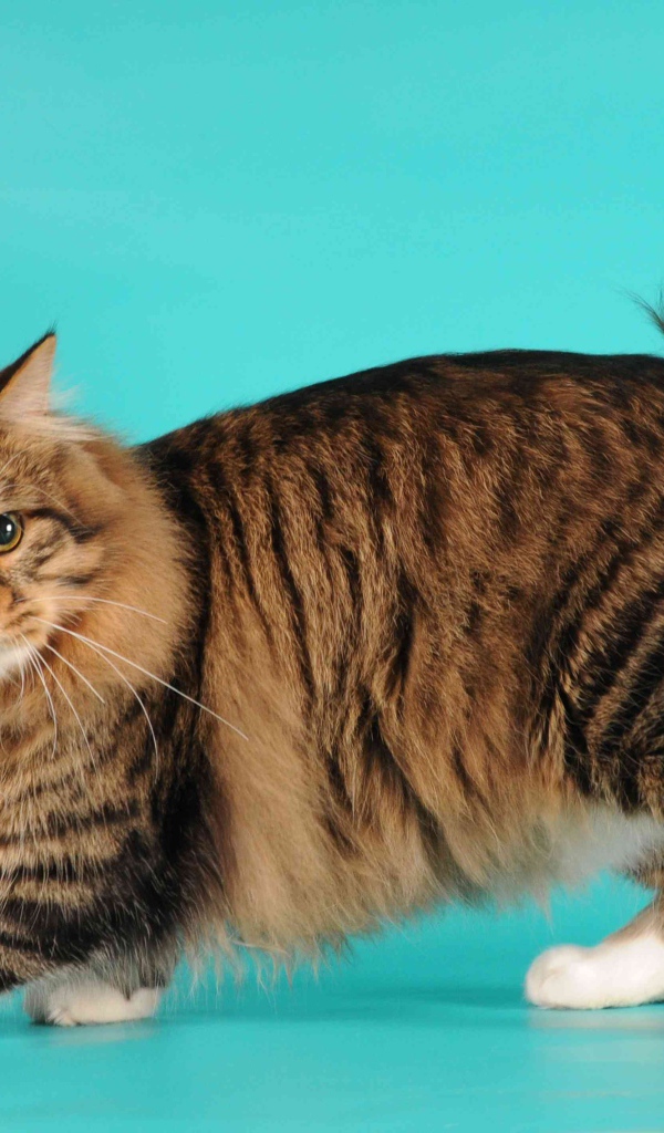 Порода кошек американский бобтейл