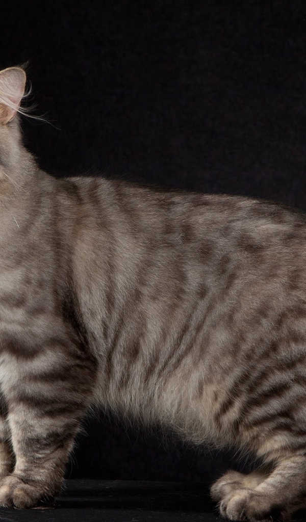 Американский бобтейл на черном фоне