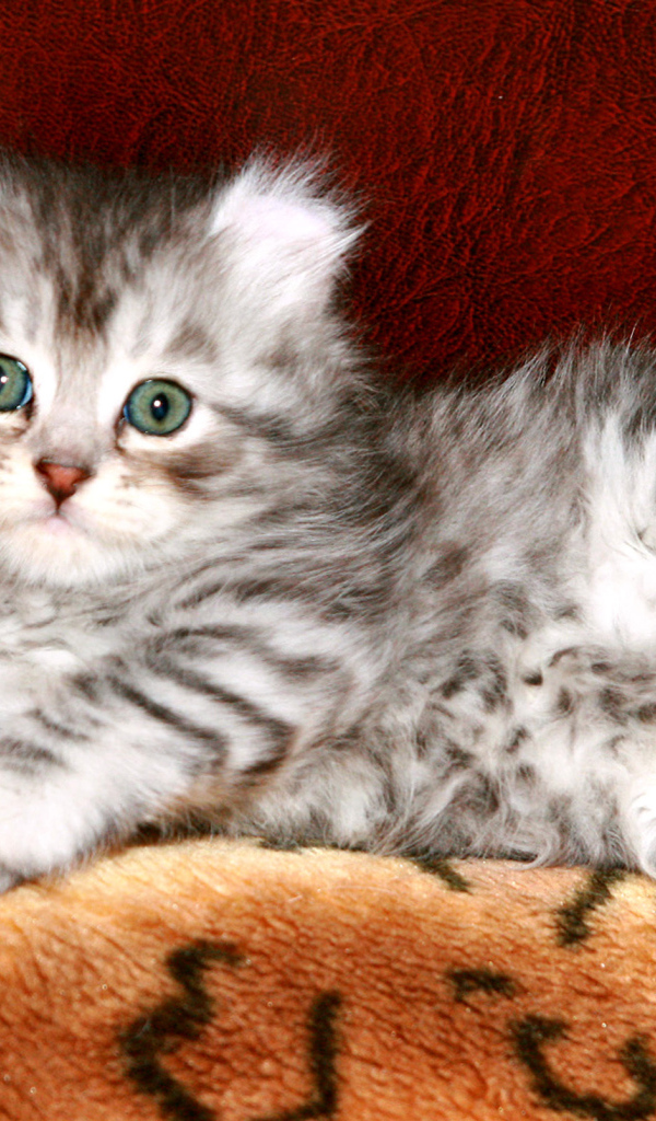 Котенок американский керл