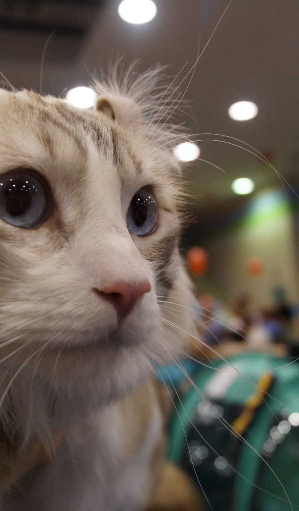 Американский керл на выставке