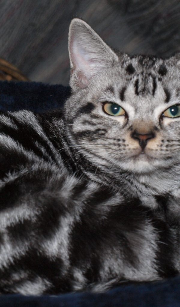 Американская короткошерстная кошка в корзинке