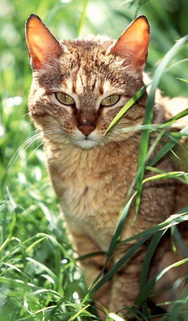 Американская короткошерстная кошка в траве